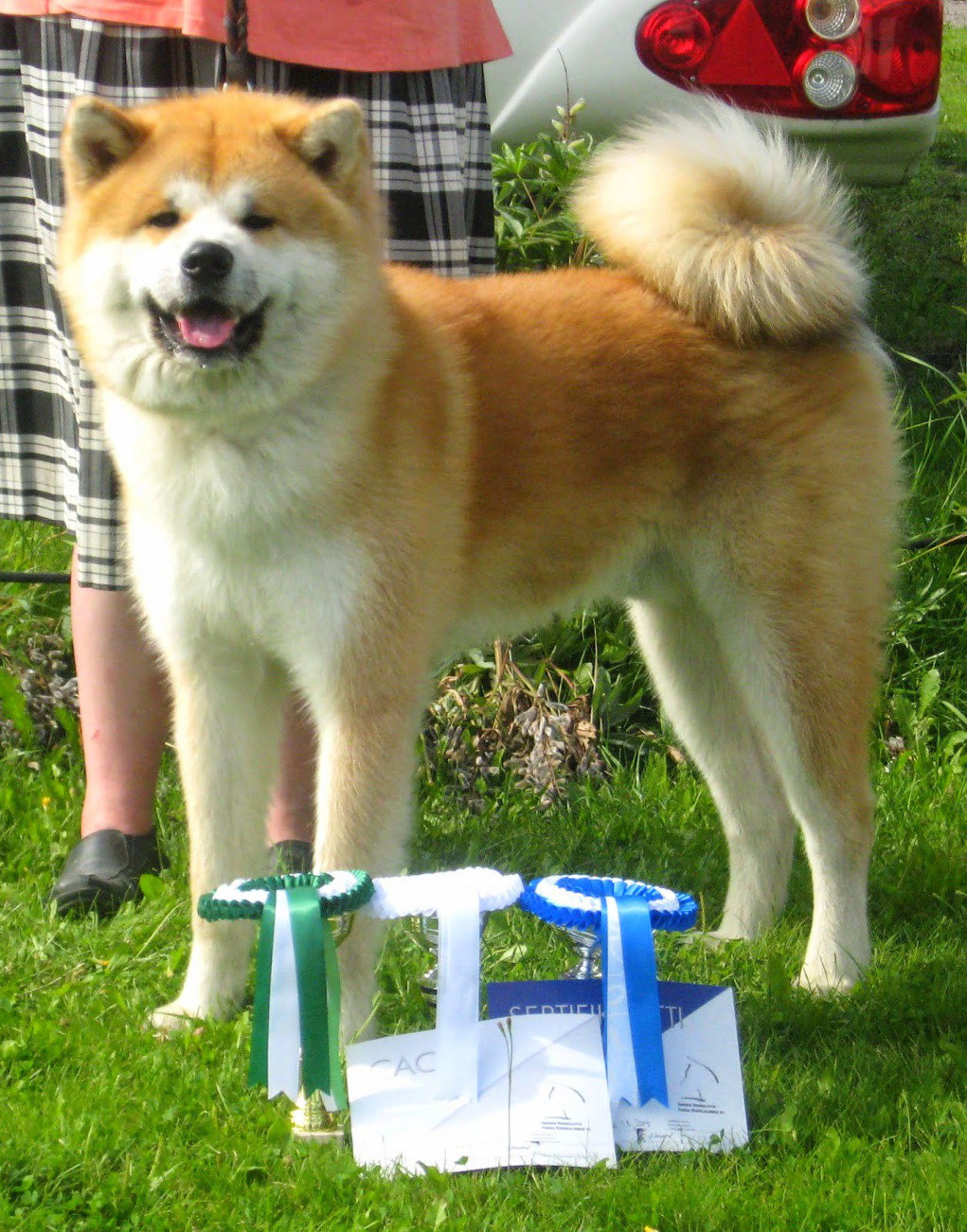 Valo akita