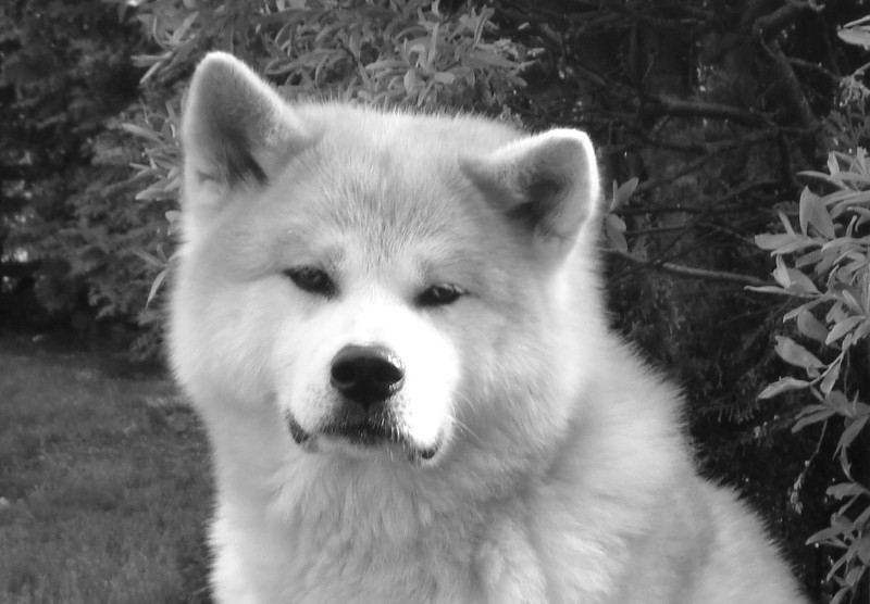 Aiko RIP