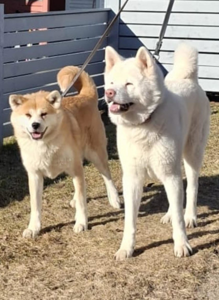 akita heli akita hiro