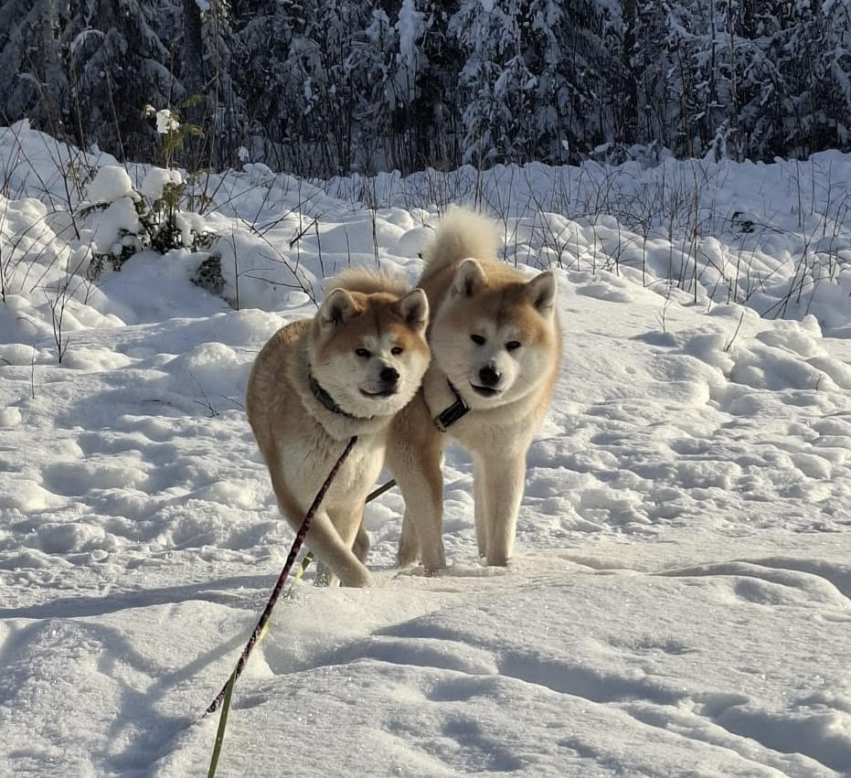 akita helmi akita dakota