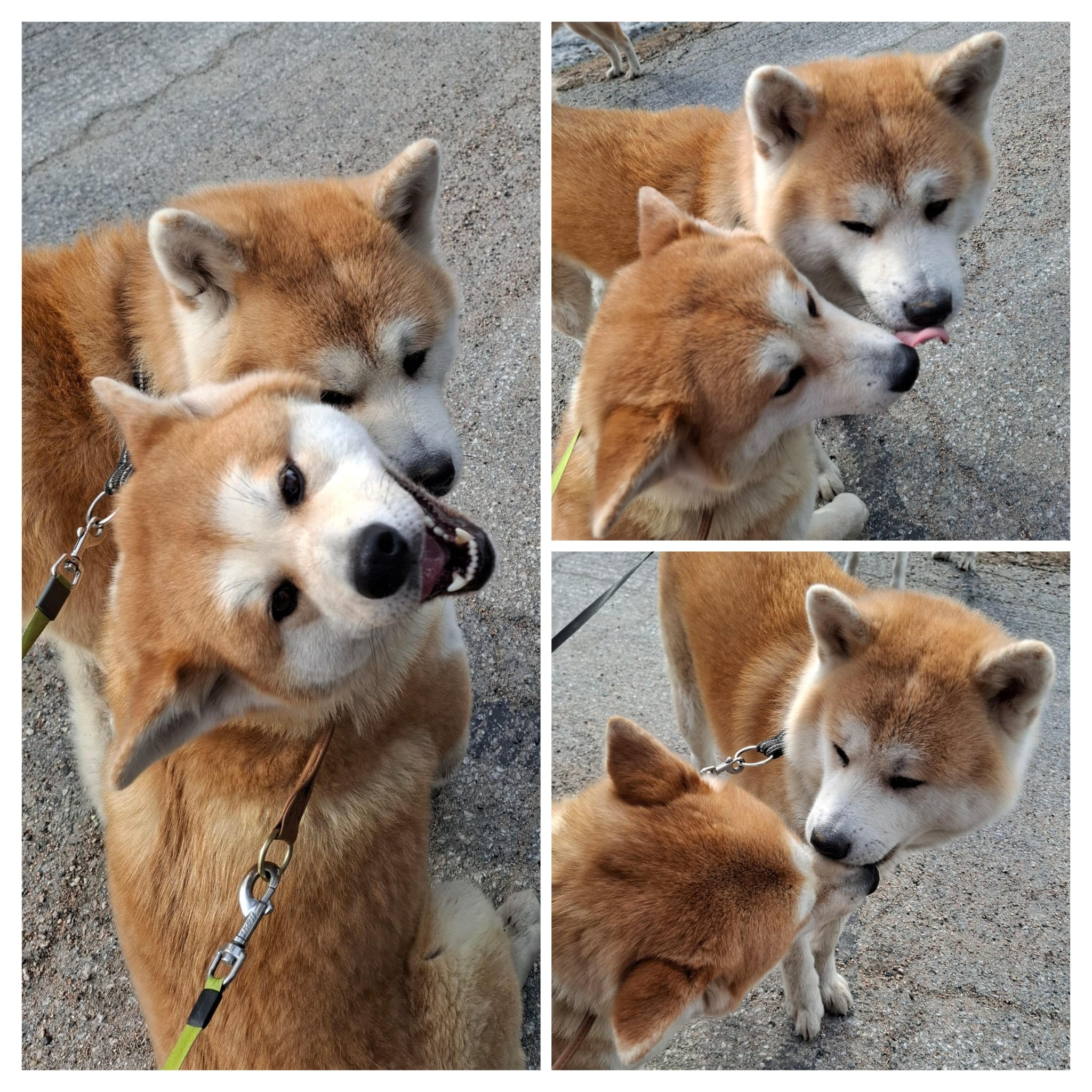 akita helmi akita dakota
