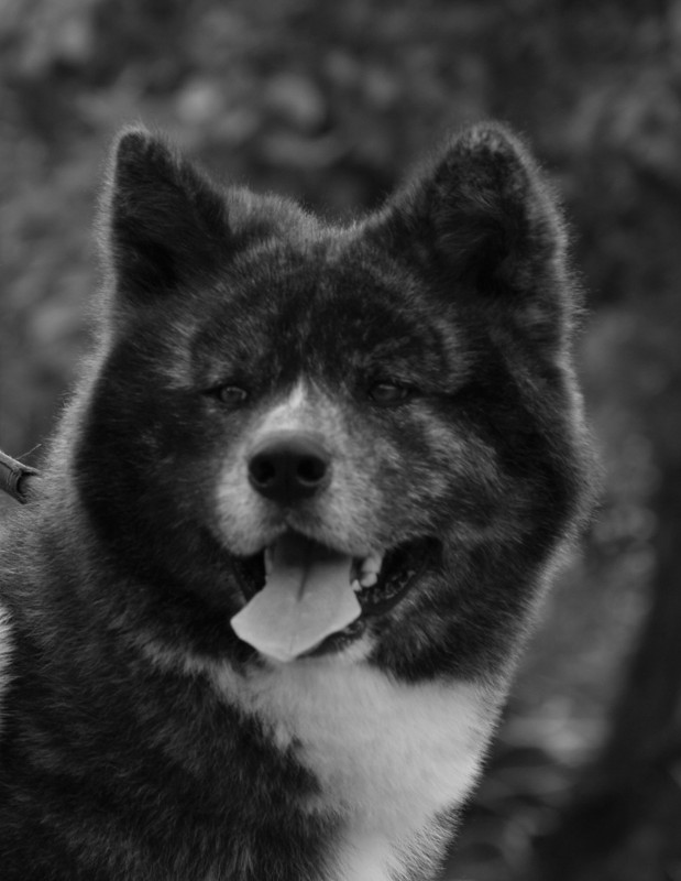 Sulo RIP