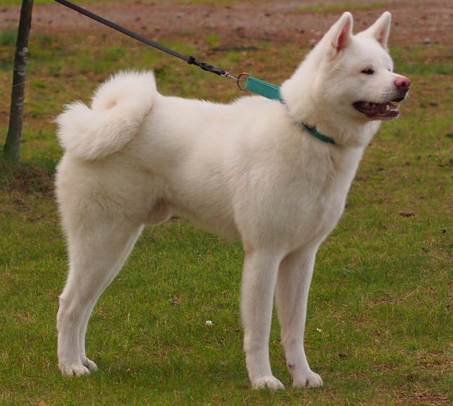 Hiro akita