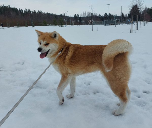 akita heli