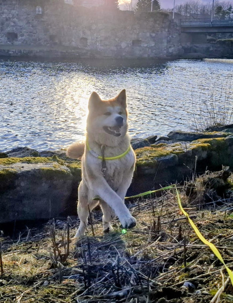 akita helmi